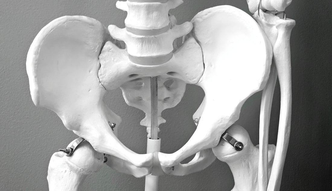 The Bone Architecture. The Tissue Almost No Lifter Trains On Purpose Until It Is Too Late.
